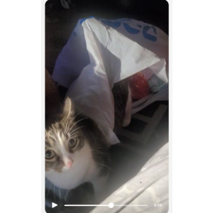 Lost Cat Blaze