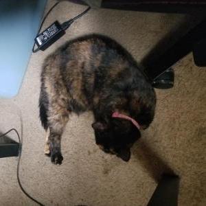 Lost Cat Thea