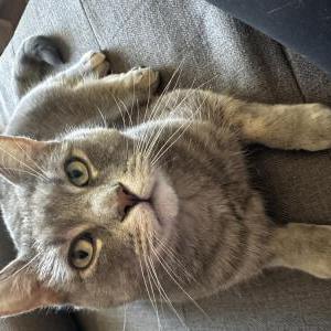 Lost Cat Mochi