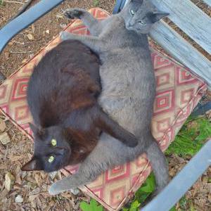 Lost Cat Teddy and Anko