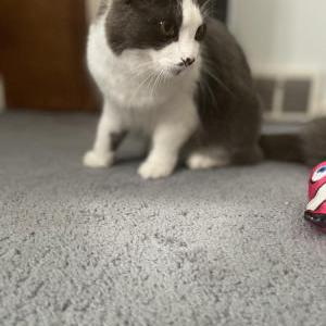 Lost Cat Oreo