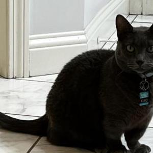 Lost Cat Kuro