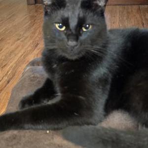 Lost Cat Oliver