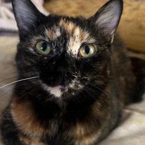 Lost Cat Millie