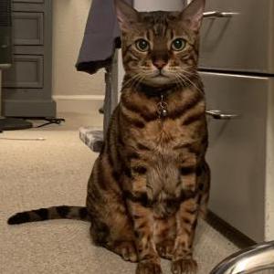 Lost Cat Leo