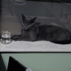 Lost Cat Maui like the island