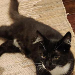 Lost Cat Whiskers