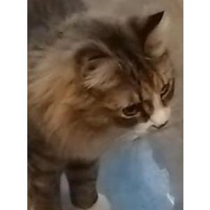 Lost Cat Sophia