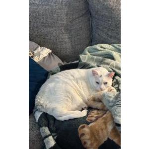 Lost Cat Mr.Bigglesworth