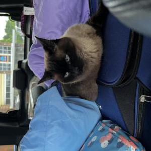 Lost Cat Ducky