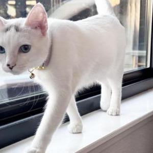 Image of Winnie, Lost Cat