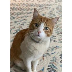 Lost Cat Buddy