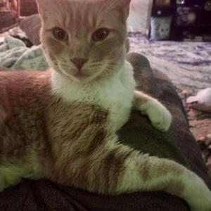 Lost Cat Leon