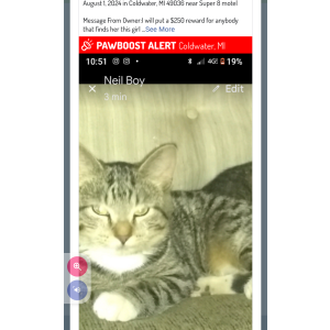 Lost Cat Popcorn