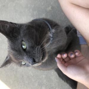 Image of Unknown, Found Cat