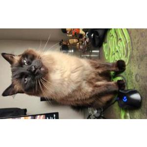 Lost Cat Snowball