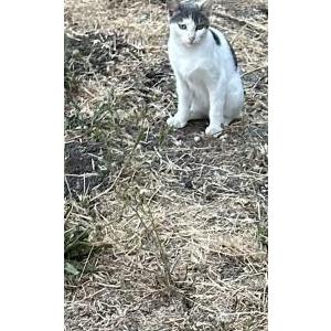 Found Cat Unknown