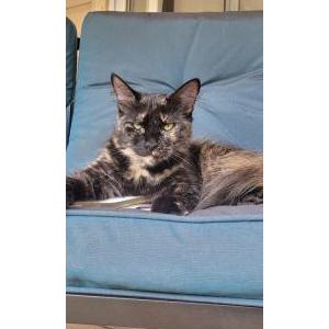 Lost Cat Autumn