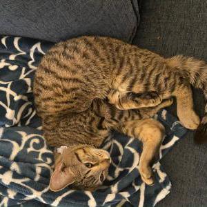 Lost Cat Doja