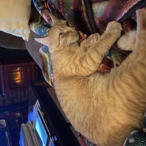 Lost Cat Leo
