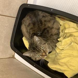 Found Cat Unknown