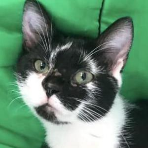 Lost Cat Pawsie