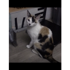 Lost Cat Curi