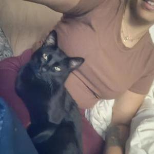 Lost Cat Egypt