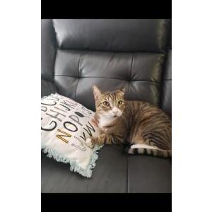 Lost Cat Bailey