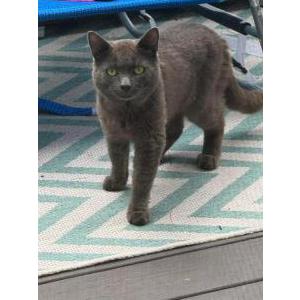 Found Cat Unknown