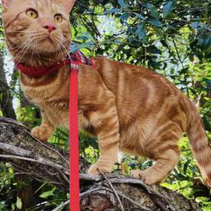 Lost Cat Tigger