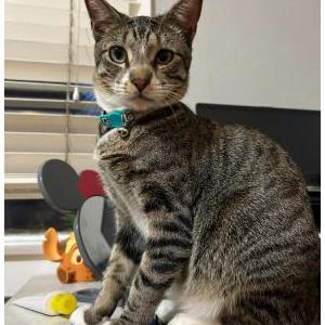 Lost Cat Wolfie