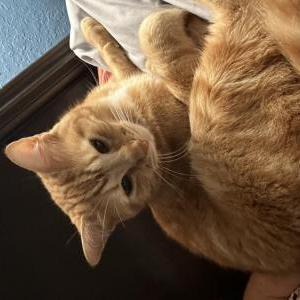 Lost Cat Murphy