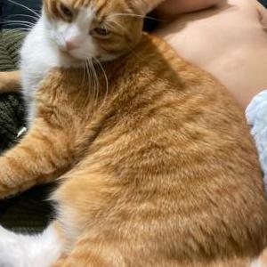 Lost Cat Oliver