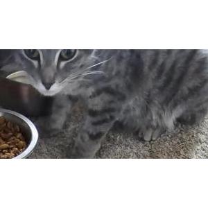 Lost Cat Luna