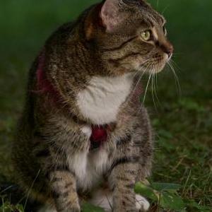 Lost Cat Pluto