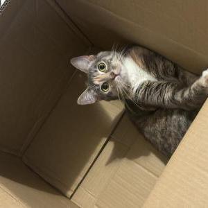 Lost Cat Winter