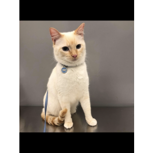 Lost Cat Silas