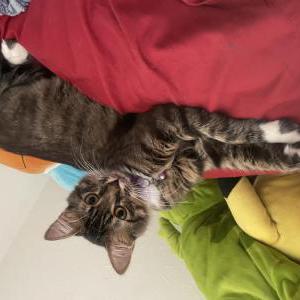 Lost Cat Gata/gatita