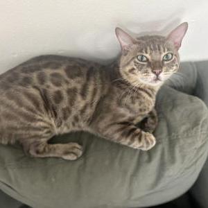 Lost Cat Smokey