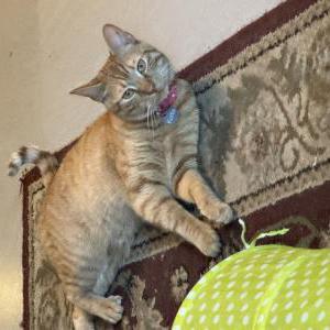 Lost Cat Kurtis