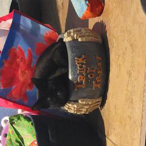 Lost Cat Mellie