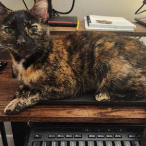 Lost Cat Hoenie
