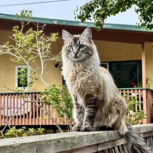 Lost Cat Harley