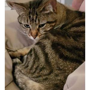 Lost Cat Nana (like banana)