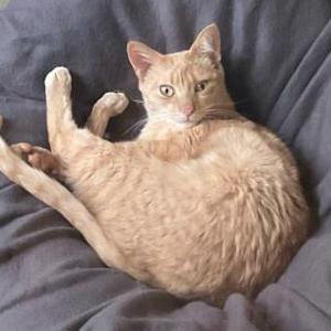 Lost Cat Angus