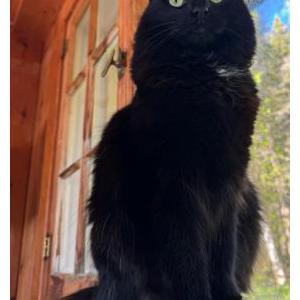 Lost Cat Cricket