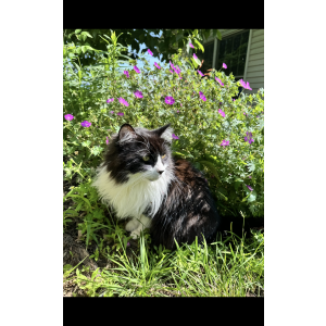 Lost Cat Dandy