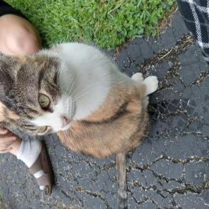 Lost Cat Molly