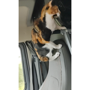Lost Cat Gizmo